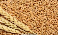 اجرای دو طرح تحقیقاتی علمی برای بهبود تولید گندم در بوشهر